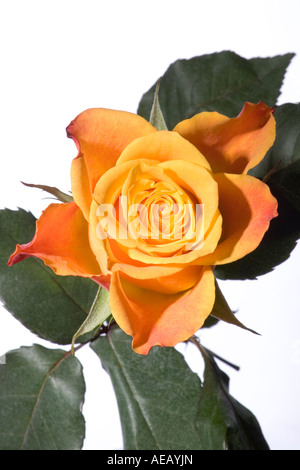 Studioaufnahme von eine gelbe rose mit verlässt Schuss gegen eine Softbox, einen sauberen, weißen Hintergrund zu geben. Stockfoto