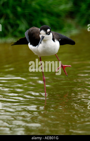 Schwarz-Necked Stelzenläufer Himantopus Mexicana in eine sehr komische Pose erstreckt sich ein Bein und Flügel, als ob tanzen oder Eisschnelllauf Stockfoto