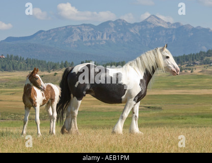 Gypsy Vanner Pferde Stute mit Fohlen Stockfoto