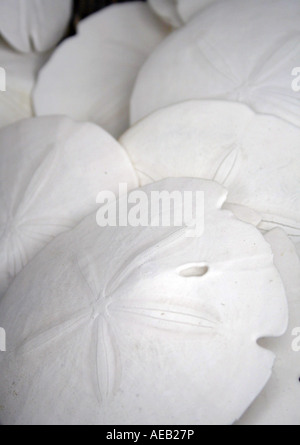 Gruppe von Sand-dollars Stockfoto