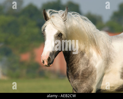 Vaner Pferd Gypsy colt Stockfoto