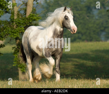 Vaner Pferd Gypsy colt Stockfoto