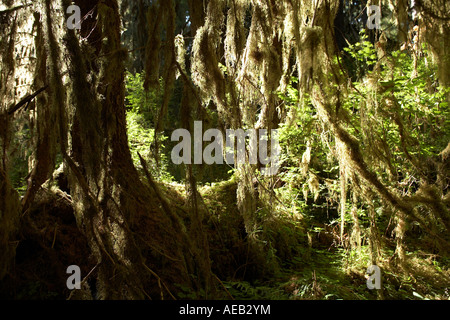 Baum mit Moos und Pinsel wachsen über protokollieren in der Hoh gemäßigten Regenwald, Olympic Nationalpark, Washington Stockfoto