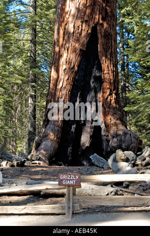 Grizzly Giant Sequoia in Mariposa Grove Stockfoto