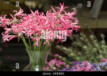 Leuchtend bunter Strauß aus rosa Blüten Stockfoto