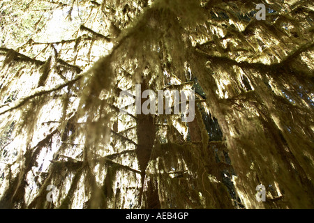 Moos wächst über den Kopf in den Hoh gemäßigten Regenwald, Olympic Nationalpark, Washington Stockfoto