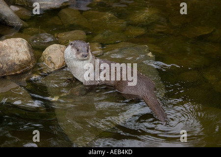 Männlichen europäischen Fischotter ruht auf Felsen Luta Lutra Highland Wildlife Park Scotland UK Stockfoto