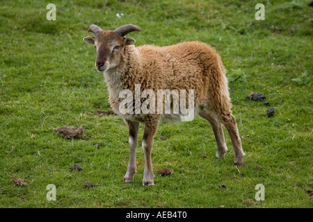 Soay Schaf Ovis Aries Widder Soay Highland Wildlife Park Scotland UK stammt aus St. Kilda in äußeren Hebriden Stockfoto