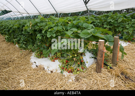 Erdbeeren wachsen in Folientunnel in Mendip Hills in der Nähe von Cheddar Somerset UK Stockfoto