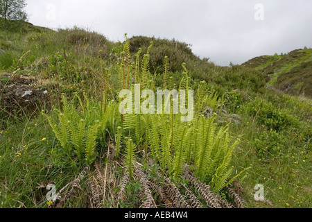 Junge Farne in Ben Lawers Nature Reserve Schottland zeigt reichen Flora in Gehäuse UK Stockfoto