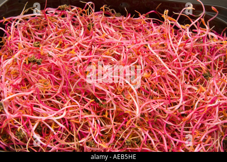 NEUE rote Beete rote Beete Salat essen moderne schwarz Futternapf ist natürliche ROSABI Sprossen Samen ausgehen. Stockfoto