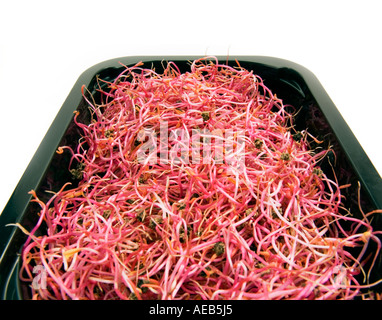 NEUE rote Beete rote Beete Salat essen moderne schwarz Futternapf ist natürliche ROSABI Sprossen Samen ausgehen. Stockfoto