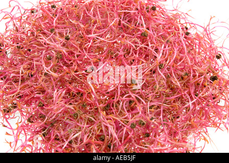 natürliche ROSABI Sprossen-Saatgut wird, neue Nahrung rote Beete rote Beete Salat essen moderne Stockfoto