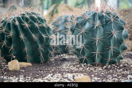 Der Fischhook Barrel Cactus (Ferocactus wislizeni) im Spätsommer in Großbritannien Stockfoto