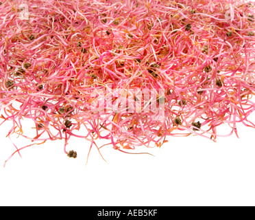 natürliche ROSABI Sprossen-Saatgut wird, neue Nahrung rote Beete rote Beete Salat essen moderne Stockfoto