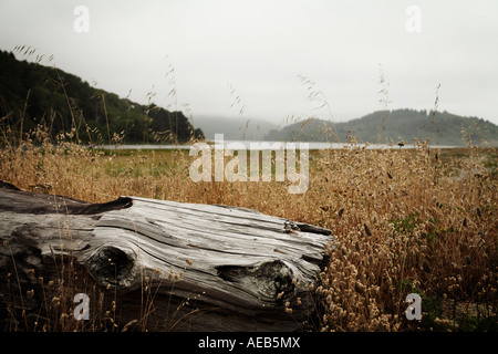 Beacj Holz von See in Redwoods National und State Parks in Nord-Kalifornien USA Stockfoto