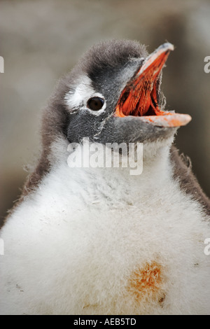 Gentoo Penguin Küken Pygoscelis Papua. Telefonieren mit offenem Mund. Antarktis Stockfoto