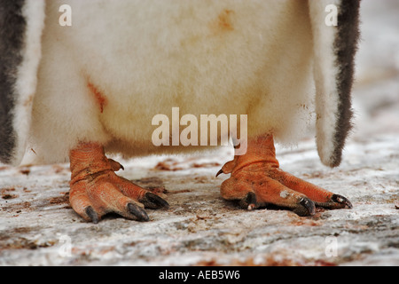 Gentoo Penguin Küken Pygoscelis Papua. Nahaufnahme eines Füßen Antarktis Stockfoto