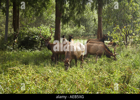Gruppe von Lyck im Redwood National und State Parks, Nord-Kalifornien USA Stockfoto