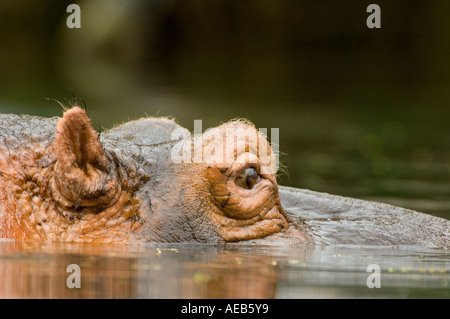 Augen den Kopf Nilpferd Hippo Baden Fluss Schwimmbad schwimmen Tsavo West Ost-Afrika Nationalpark Kenia MZIMA SPRINGS Stockfoto