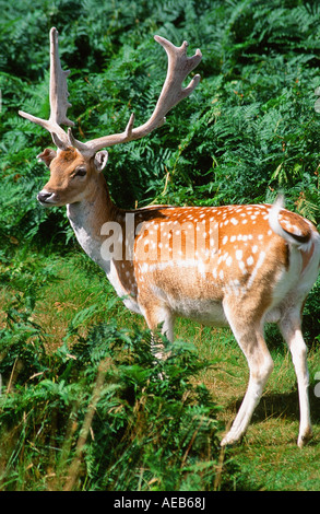 Ein Damhirsch Hirsch in Bradgate Park, Leicestershire Stockfoto