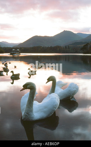 Schwäne am Derwent Water, Keswick bei Sonnenuntergang, Lake District, Großbritannien Stockfoto