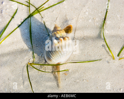 Schnecke-Meer-Seasnail am BAMBURU BEACH MOMBASA Kenia Ostafrika Kenia Afrika Strand Sand Strand Wasser nass Crawl kriechen kriechen cre Stockfoto