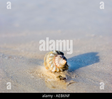 Schnecke-Meer-Seasnail am BAMBURU BEACH MOMBASA Kenia Ostafrika Kenia Afrika Strand Sand Strand Wasser nass Crawl kriechen kriechen cre Stockfoto