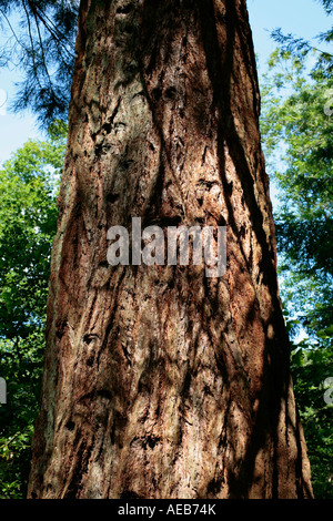 Stamm des gemeinen Eibenbaums (Taxus baccata) im Spätsommer Stockfoto