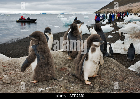 Adelie Penguin (Pygoscelis Adeliae) auf Packeis von Touristen Antarktis angezeigt Stockfoto