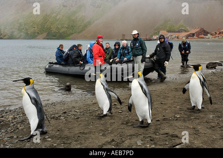 Touristen in ein Zodiac auf South Georgia Island mit König Pinguine am Strand landen. Stockfoto