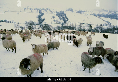 Schafe im Winter Schnee Kirkstone Pass in Lake District National Park, Cumbria, England Stockfoto