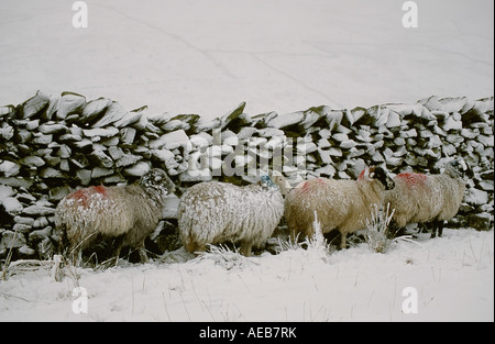 Schafe im Winter Schnee Kirkstone Pass in Lake District National Park, Cumbria, England Stockfoto