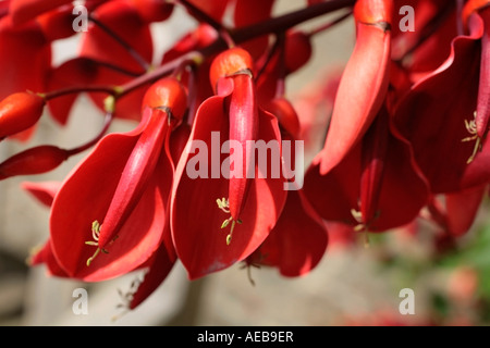 Im Spätsommer blühen die Blumen des Coralbaums Cockspur (Erythrina crista-galli 'Compacta') Stockfoto