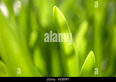 Grass Stockfoto