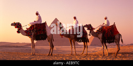 Pyramiden & drei Beduinen Stammesangehörigen auf Kamelen am Abend Licht, Gizeh, Kairo, Ägypten Stockfoto