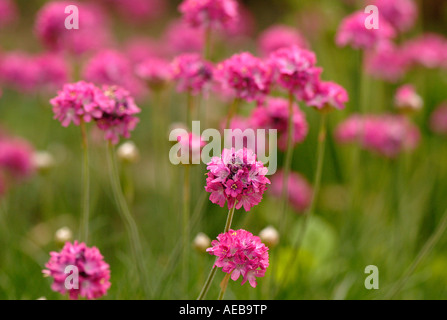 Eine kleine Ansammlung von zarten Meer rosa Blüten - Armeria maritima Stockfoto