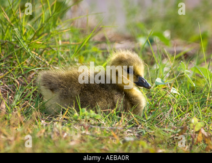 Eine Kanadagans (Branta Canadensis) Gosling liegt eingebettet in den Rasen in Oklahoma, USA. Stockfoto