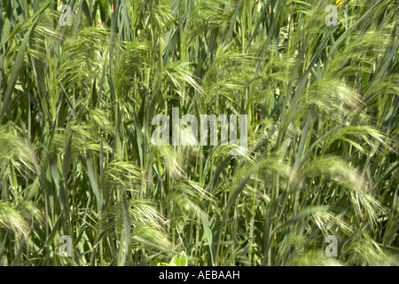 Gras in den Wind Stockfoto