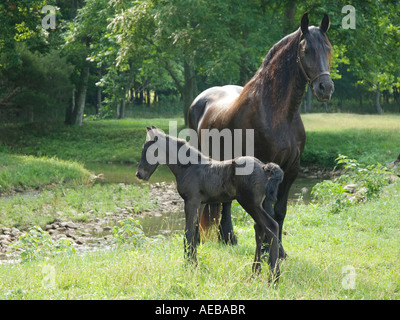 Friesen Pferd Stute mit Fohlen 1 Woche alt Stockfoto