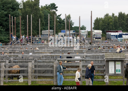 Stifte und Auktion ring New Forest Pony Sales Hampshire England UK Stockfoto