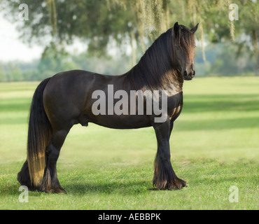 Gypsy Vanner Horse Hengst Stockfoto