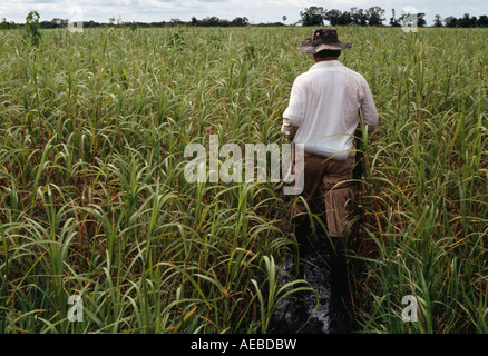 Pampa trekking - Amazonas-Becken, Beni Bolivien Stockfoto