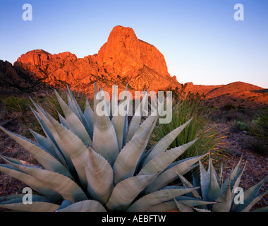 Big Bend National Park Agave Plant Texas USA, von Gary A Nelson/Dembinsky Photo Assoc Stockfoto