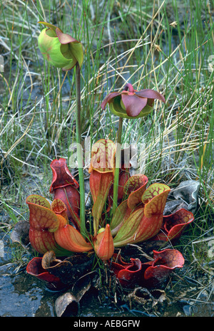 Fleischfressende nördlichen Schlauchpflanze Sarracenia Purpurea E Nordamerika Stockfoto