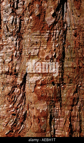 Nahaufnahme der Bark des gemeinen Eibenbaums (Taxus baccata) im Spätsommer Stockfoto
