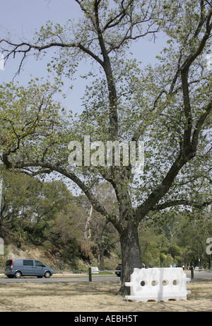 Wassertank Tropf neben Dürre betroffenen Baum im Melbourne Park. Stockfoto