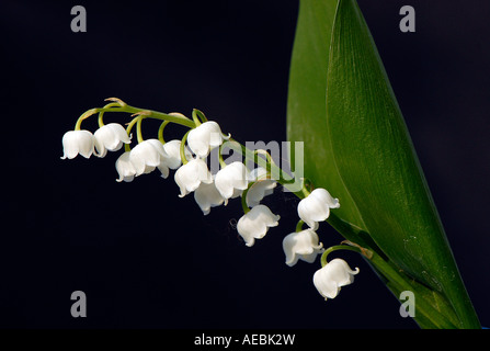 Einen einzigen Stamm von Lily Of The Valley zeigt das feine Detail der kleinen Anhänger weiße Blumen - Convallariaarten majalis Stockfoto