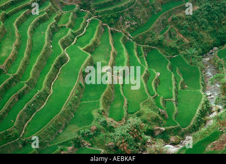 Reisterrassen von Banaue geschnitzt in den Kordilleren Berg auf den Philippinen Stockfoto