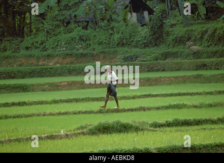 Älterer Mann zu Fuß durch ein Feld in Sri Lanka Stockfoto